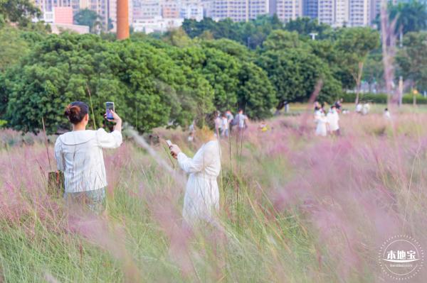 红花山花海