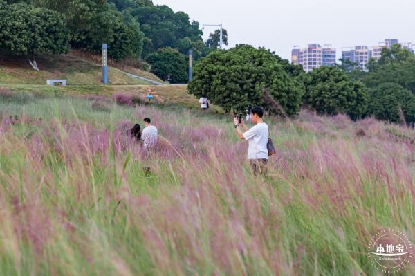 红花山花海