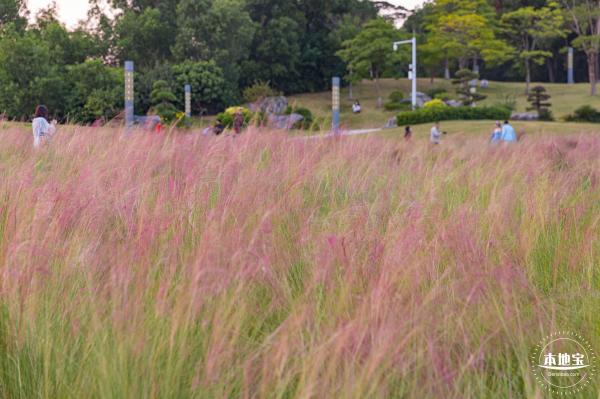 红花山花海