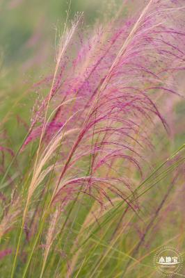 红花山花海