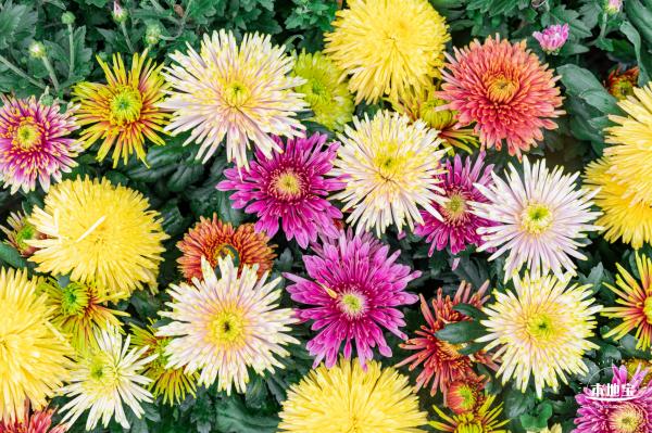 2022东湖公园菊花展