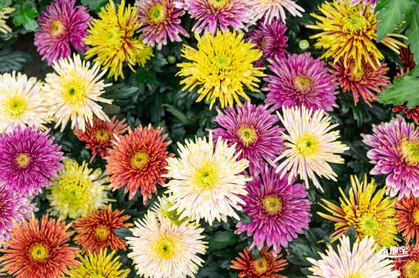 2022东湖公园菊花展