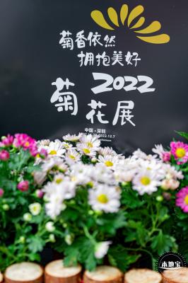 2022东湖公园菊花展
