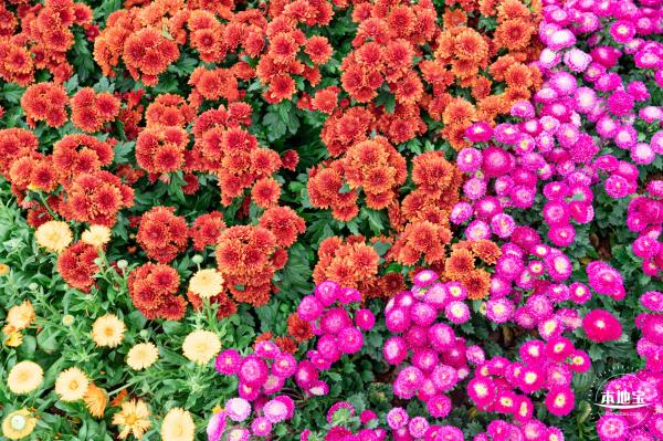 2022东湖公园菊花展