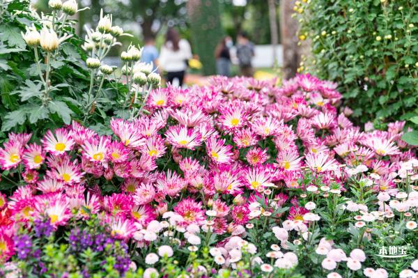 2022东湖公园菊花展