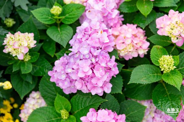 2022东湖公园菊花展