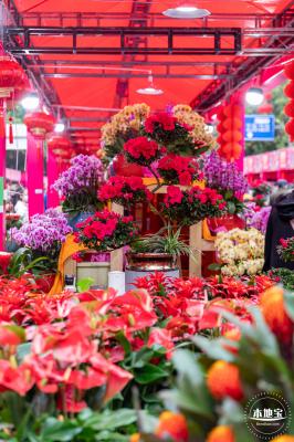 深圳迎春花市