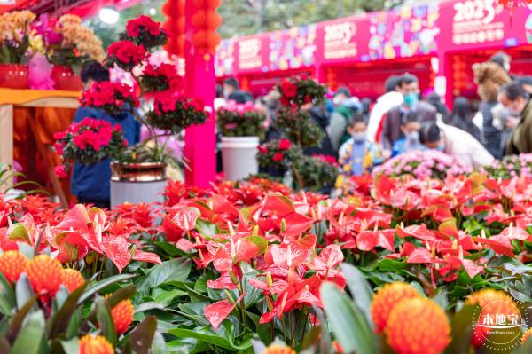 深圳迎春花市