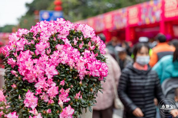 深圳迎春花市