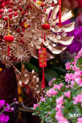 深圳迎春花市