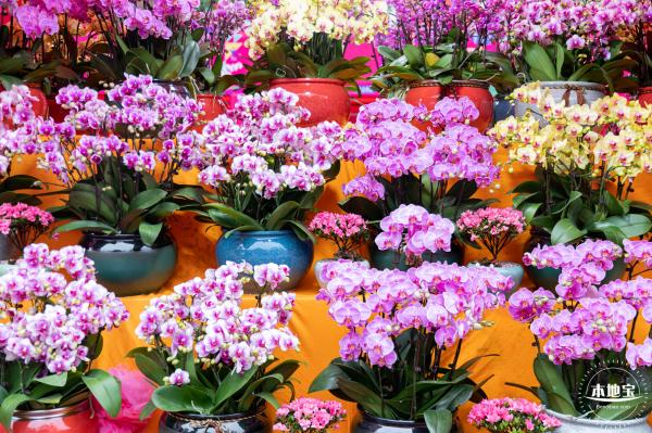 深圳迎春花市