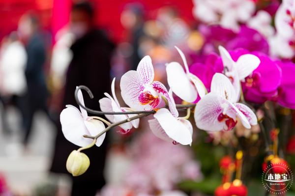 深圳迎春花市