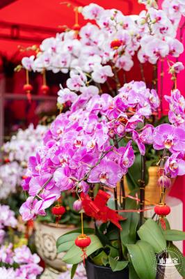 深圳迎春花市