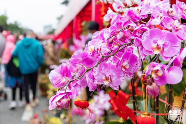 深圳迎春花市