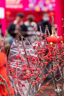 深圳迎春花市