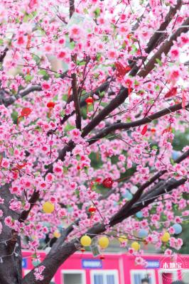 深圳迎春花市