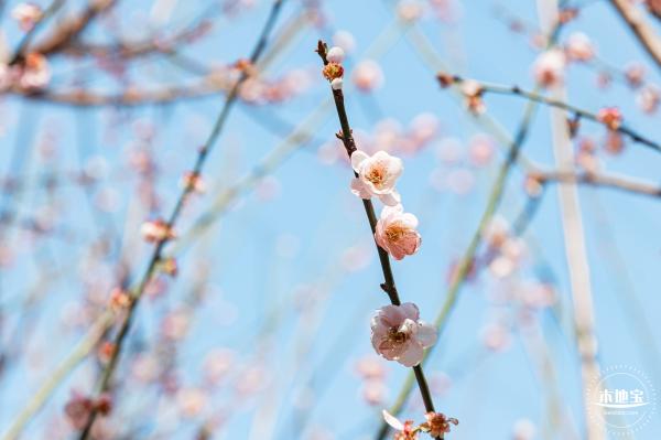 梅园梅花