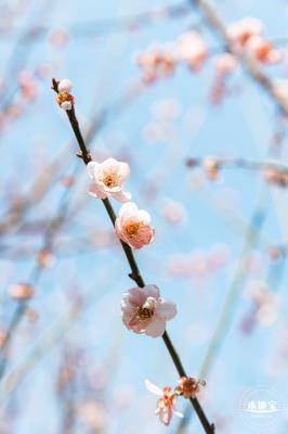 梅园梅花