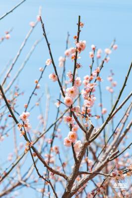 梅园梅花