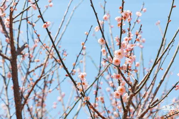梅园梅花
