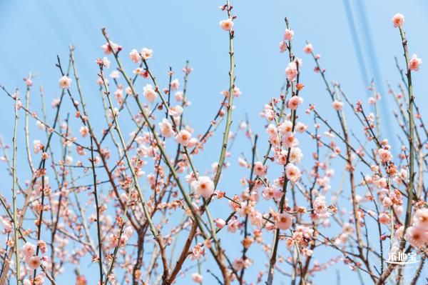 梅园梅花