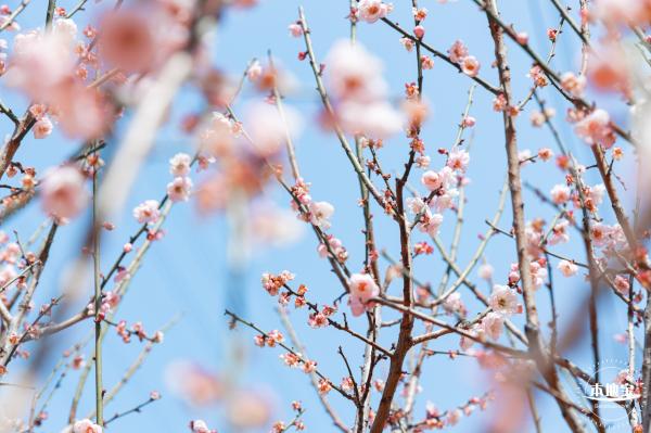 梅园梅花