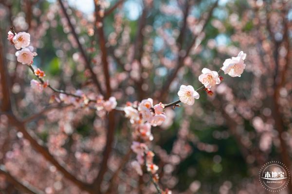 梅园梅花