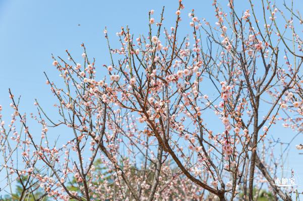 梅园梅花