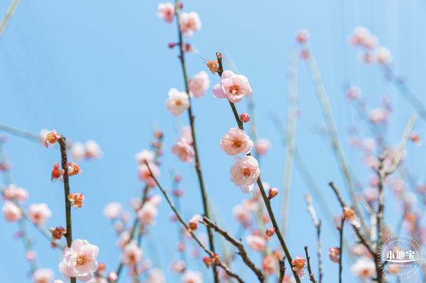 梅园梅花