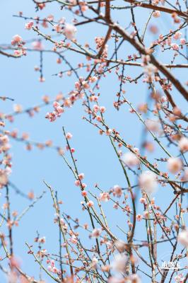 梅园梅花