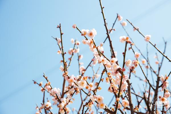 梅园梅花