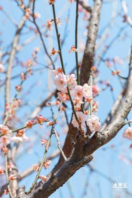 梅园梅花
