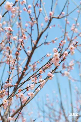 梅园梅花