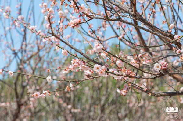 梅园梅花