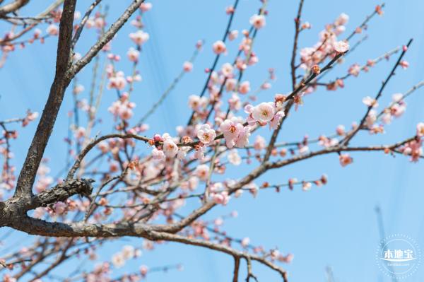 梅园梅花