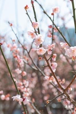 梅园梅花