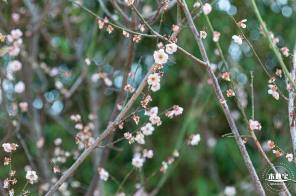 梅园梅花