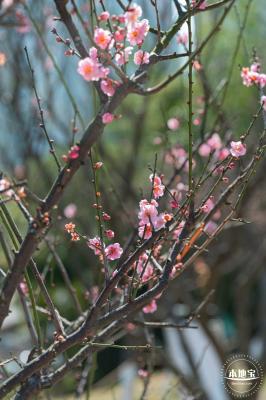 梅园梅花