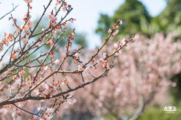 梅园梅花