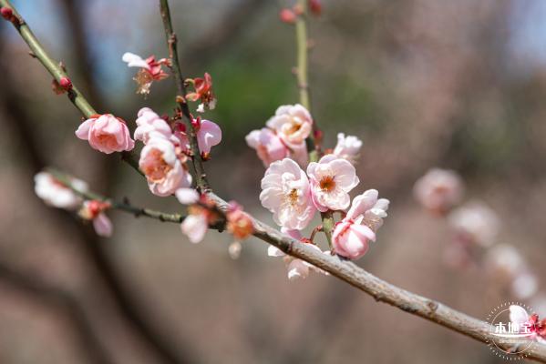 梅园梅花