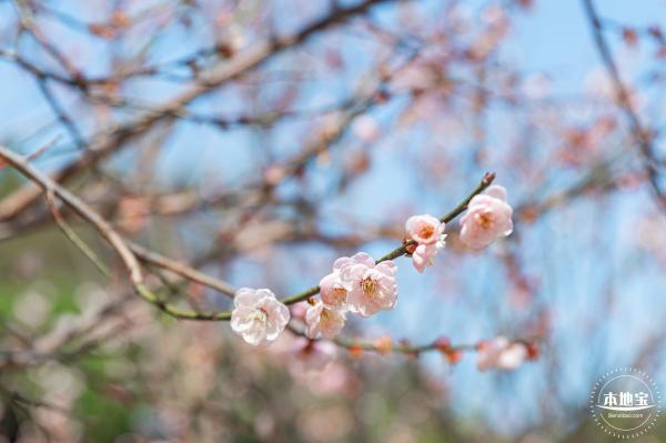 梅园梅花