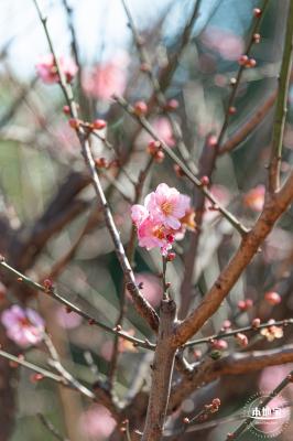 梅园梅花