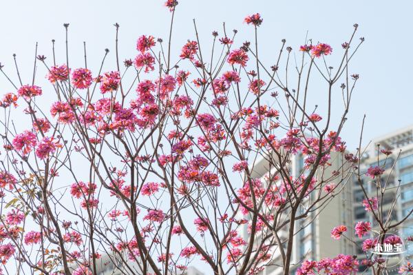 紫花风铃木