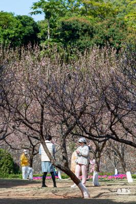 紫花风铃木