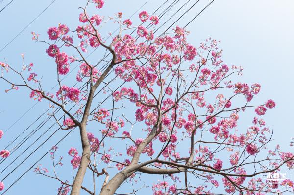 紫花风铃木