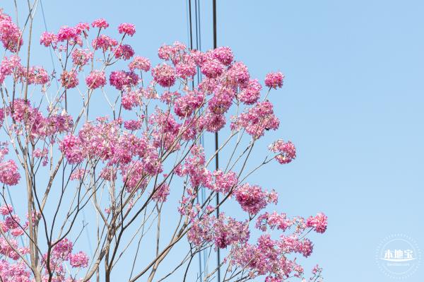 紫花风铃木