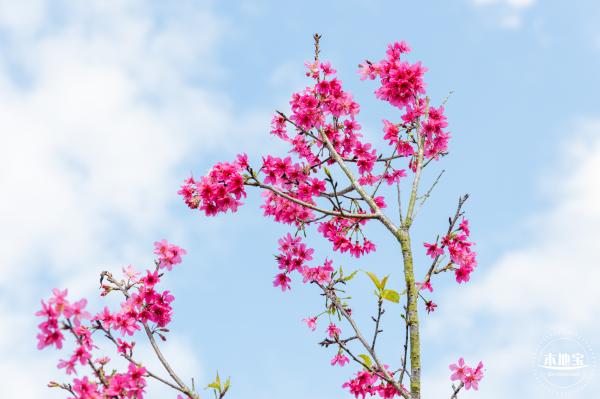 仙湖樱花