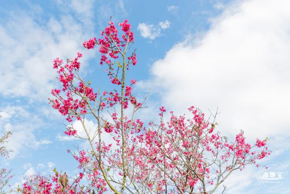 仙湖樱花