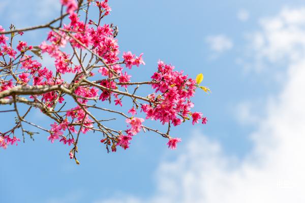 仙湖樱花