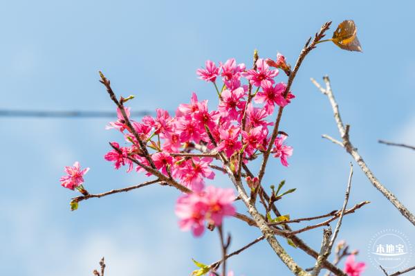 仙湖樱花